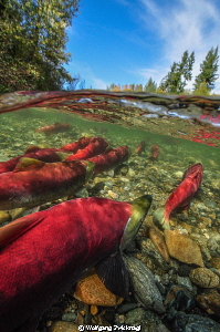 Sockeye Salmons heading to their mating grounds at Adams ... by Wolfgang Zwicknagl 